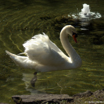 1405_Valle_Camonica/0601_Domenica/1405_Valle_Camonica_6010026.jpg